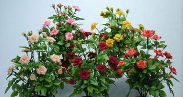 大口矮盆适合养什么花（探究大口矮盆的适合种植花卉类型）