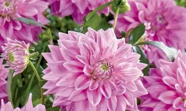 大丽花冬季保护指南（防止大丽花冻死的有效方法）