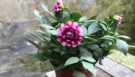 如何养护大丽花以达到长时间开花（开花需要的条件）