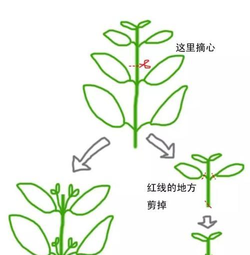 大丽花为何长叶不开花（探究原因与解决方法）