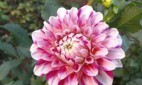 大丽花为何长叶不开花（探究原因与解决方法）