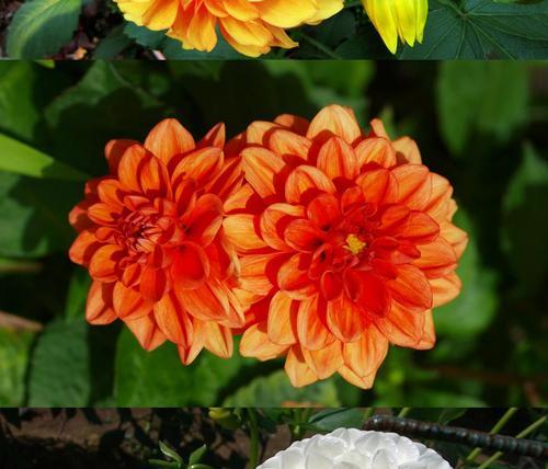 大丽花为何长叶不开花（探究原因与解决方法）