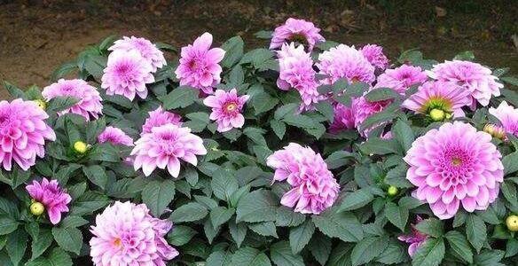 大丽花扦插的最佳时间（掌握时间）