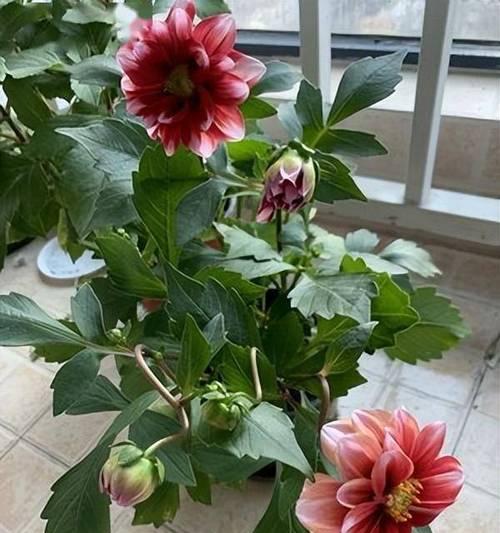 大丽花块茎繁殖与种植方法（掌握大丽花块茎繁殖技巧）