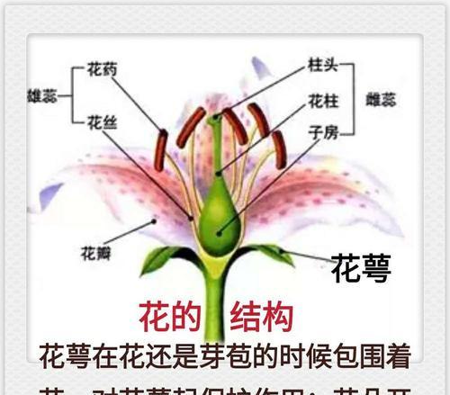 大丽花扦插技巧详解（扦插过程）