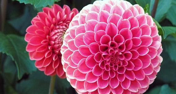 大丽花开花季节（揭秘大丽花的开花时间和特点）