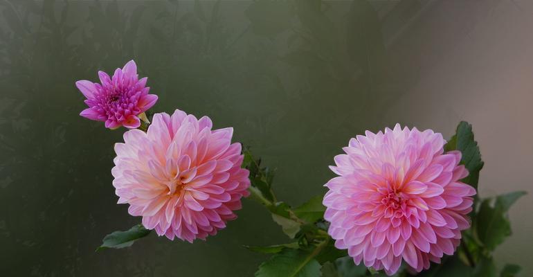 大丽花播种时间及注意事项（如何在正确的时间进行大丽花种植）