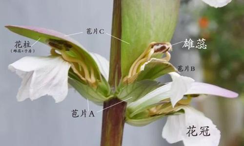 大丽花分株的最佳时间（如何正确地分株大丽花）