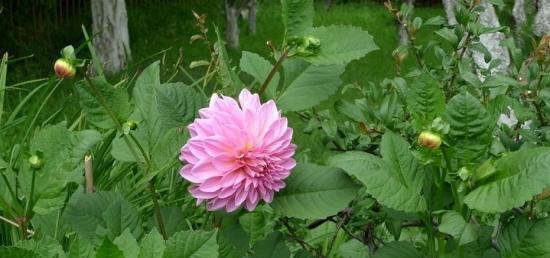 大丽花四季开花的真相：探秘这位“四季花王”的生态奥秘