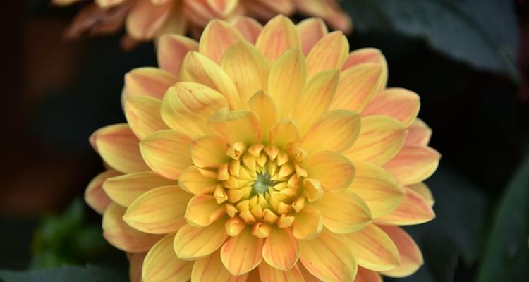 大丽花四季开花的真相：探秘这位“四季花王”的生态奥秘