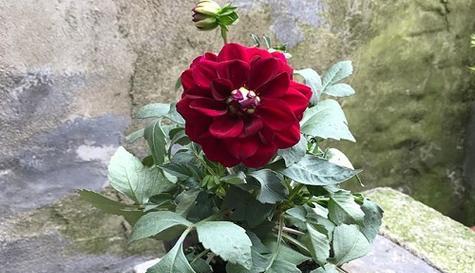 大丽花的生命周期是一年还是多年（了解大丽花的生长习性及适宜环境）