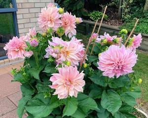 大丽花的生命周期是一年还是多年（了解大丽花的生长习性及适宜环境）