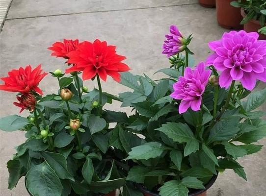 大丽花四季开花之秘密（探究大丽花为何四季皆有花）
