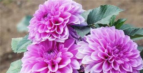 大丽花四季开花之秘密（探究大丽花为何四季皆有花）