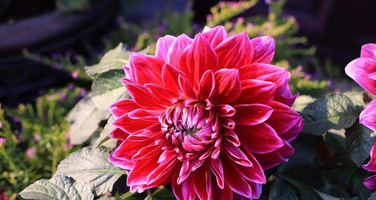 大丽花四季开花之秘密（探究大丽花为何四季皆有花）