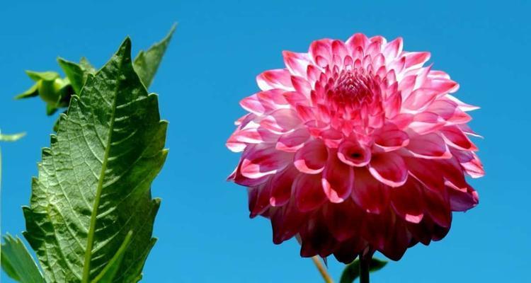 揭秘大丽花不开花的原因（为什么大丽花总是不愿意开花）