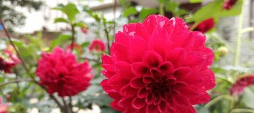 大丽花的阳光喜好（探究大丽花的光合作用和生长习惯）
