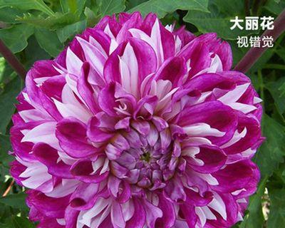 如何选择合适的盆种大丽花（掌握盆种技巧）