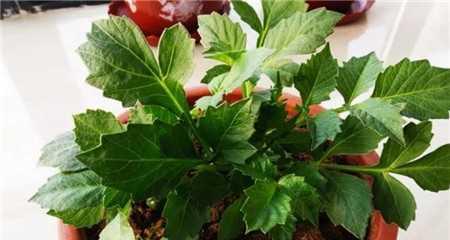 大丽花种子种植指南（如何栽培大丽花种子）