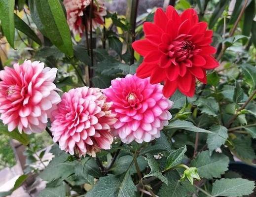 大丽花种植全攻略（栽种时间、方法及注意事项）