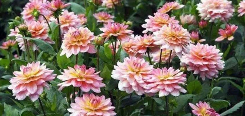 大丽花种植全攻略（栽种时间、方法及注意事项）