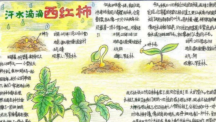 大丽花种球的保存与种植（掌握正确方法）