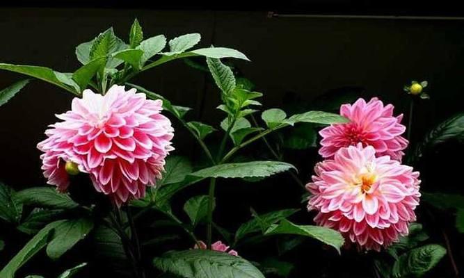 大丽花种球的保存与种植（掌握正确方法）