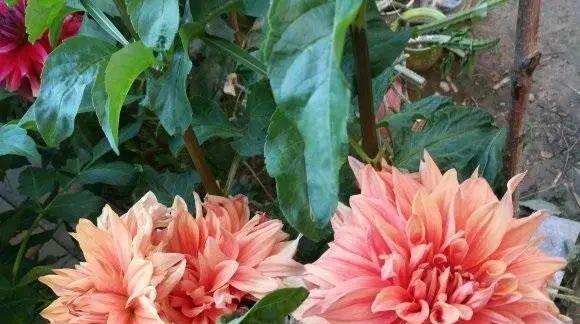 大丽花种植全攻略（从种植时间到栽培技巧）