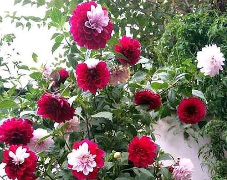 大丽花种植全攻略（从种植时间到栽培技巧）