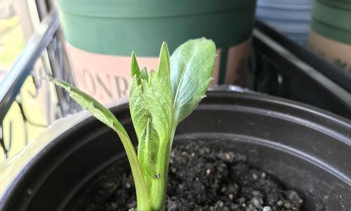 探究大丽花种子发芽的时间（从种植到繁衍）