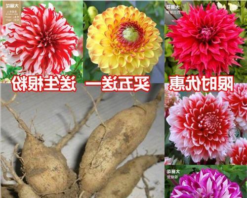 大丽菊种植全指南（播种时间）