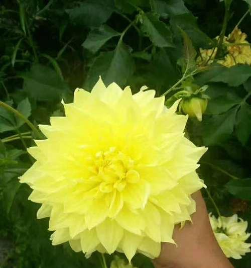 大丽菊种植全指南（播种时间）