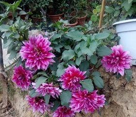 如何正确修剪大丽菊（掌握时间和方法）