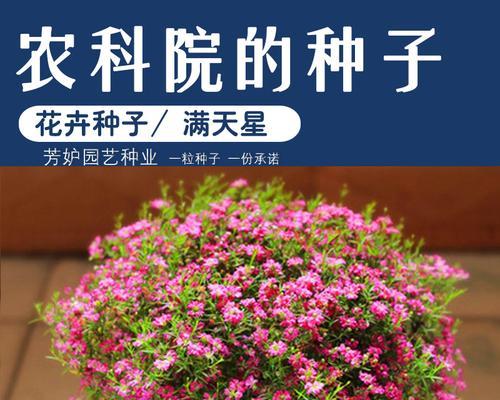 揭秘大粒种子花卉的神秘世界（探寻大粒种子花卉的生态之谜）