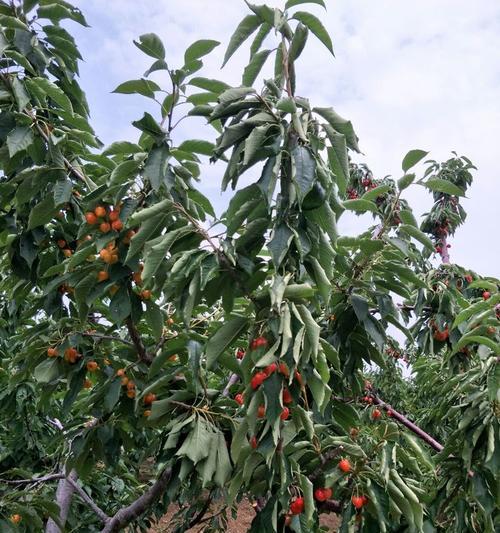 大连樱桃上市季节分析（探究大连樱桃种植发展现状及影响因素）