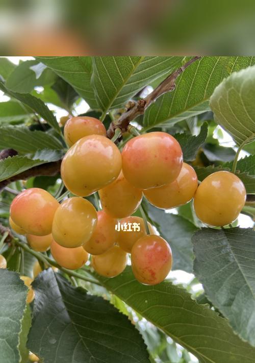 大连樱桃成熟季节（赏味时机）