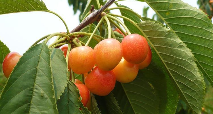 大连樱桃什么时候上市（了解大连樱桃成熟季节）