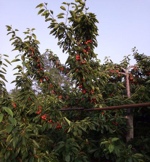 大连樱桃什么时候上市（了解大连樱桃成熟季节）
