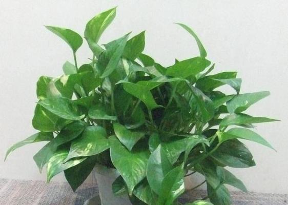 大绿萝的养殖方法与养护要点（掌握这些关键技巧）