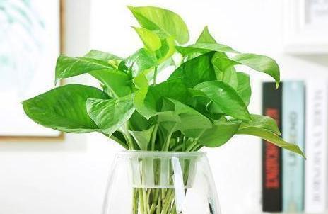 大绿萝浇水的季节性管理（春夏秋冬大不同）