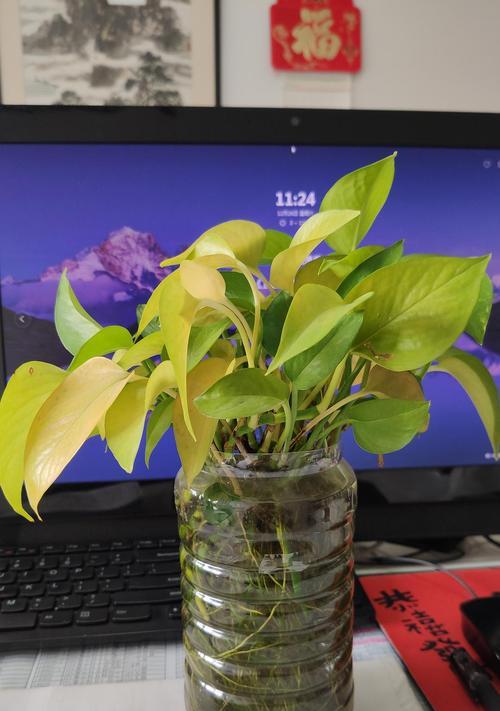 大绿萝的水培方法（水培技巧）