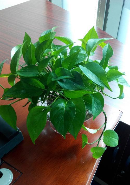 大绿萝的水培方法（水培技巧）