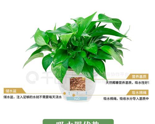 大绿萝的浇水方法（让你的大绿萝健康茁壮成长）