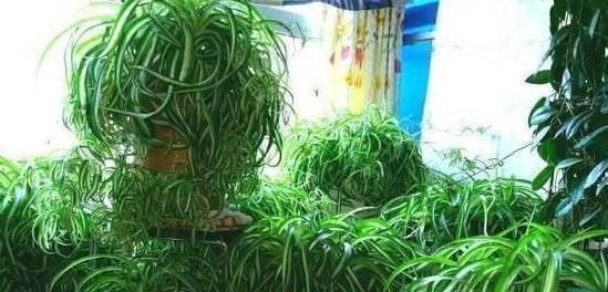 大绿萝修剪全攻略（如何让大绿萝更健康茂盛）