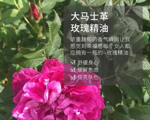 大马士革玫瑰（探究大马士革玫瑰开花规律及其栽培方法）