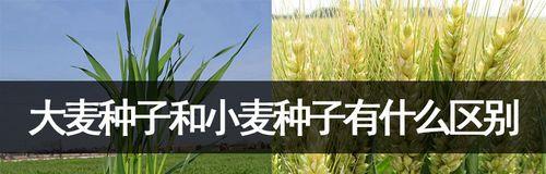 大麦的生长习性特点和生长环境条件（探究大麦生长的奥秘）
