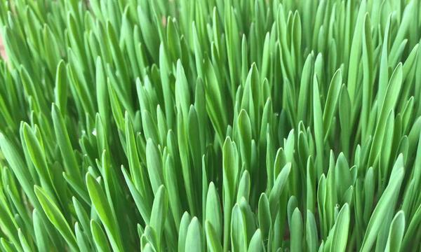 种植大麦的最佳月份：掌握关键时间，收获丰收