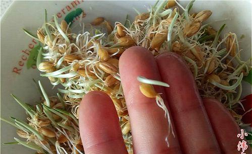 大麦快速发芽的方法（掌握关键技巧）