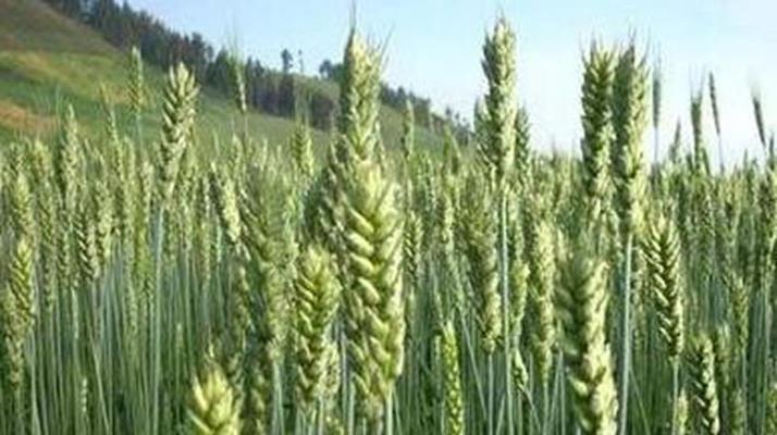大麦种植指南（掌握适宜的种植时间和方法）