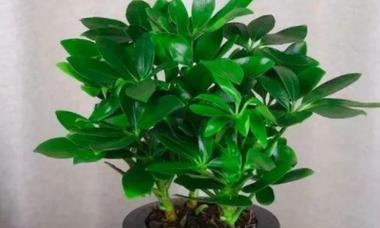 大门风水好植物推荐（如何选择适合自己家门口的植物）